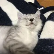 haru