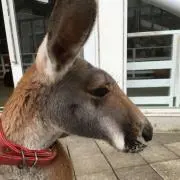 はなちゃん