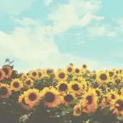 C(♡)