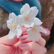 sakura