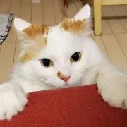 にゃにゃん