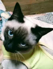 笠原章男