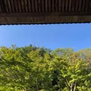 生茶