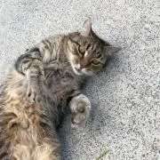 しゅうまい