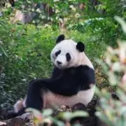 pandaの画像