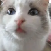 maroの画像