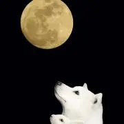 Stardust