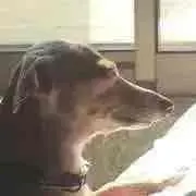 アリスの画像