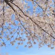 ももの画像