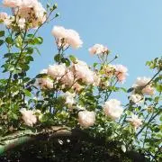 SALE中！！みい