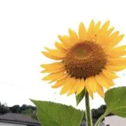 古着SHOP HARUの画像