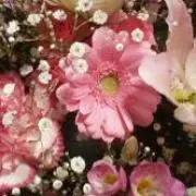 cocoまりゆの画像