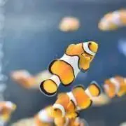 YUKI即購入歓迎の画像