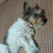 わんこ