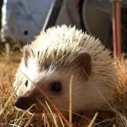 かのんの画像