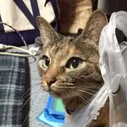 としの画像