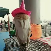 SILVAの画像