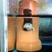 どぐっぺ