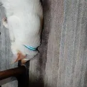 ぬこ