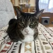 とらの画像
