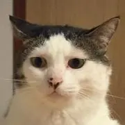 ネコチャンSPの画像