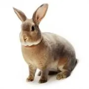 リンクスの画像