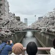 ヤブオの画像