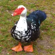 メルーの画像