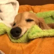 アルフ
