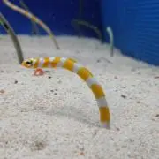おこめの画像