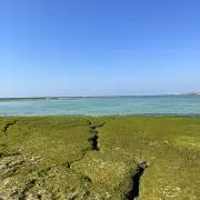 Murasaki