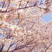 ありんこ