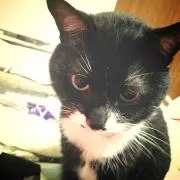 妹子