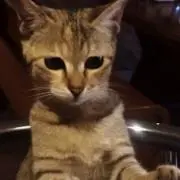 キジトラ