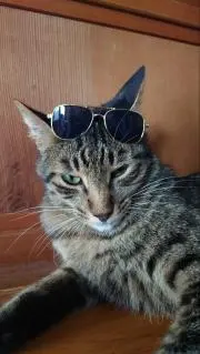 さめねこ