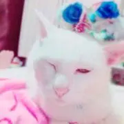 まこの画像
