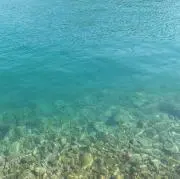 かまぼこの画像