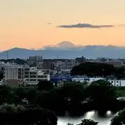 モモンガの画像
