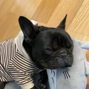 ヲリンの画像