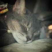 ベニ
