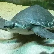 ロロの画像