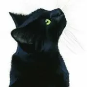 ねこたろうの画像