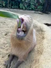 カズシの画像
