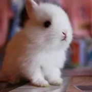 ましろ