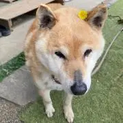 むくたろうの画像