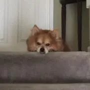 ゆー