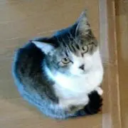 くちなしの白い花の画像