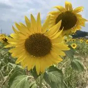 amu★断捨離中★の画像