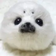 にゃんの画像