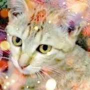 ジャッキーの画像